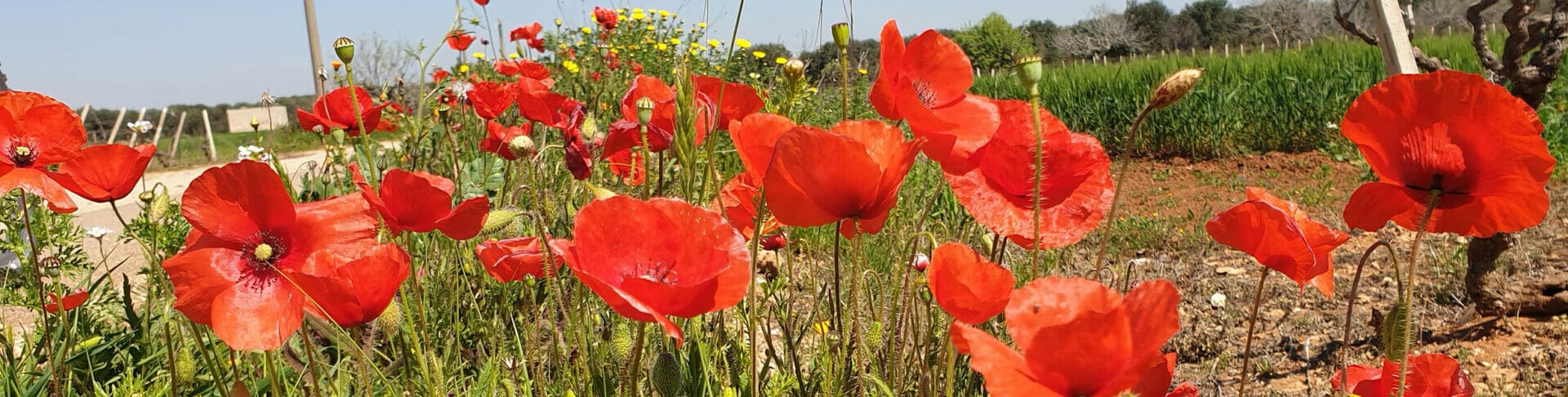 Genial Zeichnen - Malferien Apulien - Zeichenkurs von Maja Oschmann - Mohnblumen Feld Campagna - copyright Gianni Di Carlo