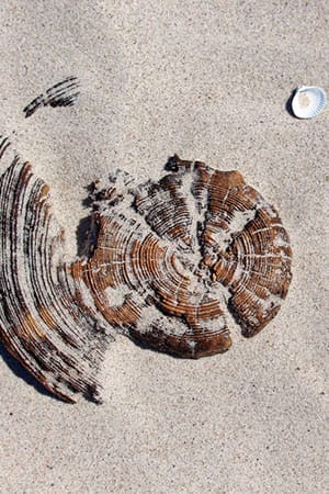 Genial Zeichnen - Kreativurlaub - Zeichenkurs - Strand Hiddensee - copyright Maja Oschmann